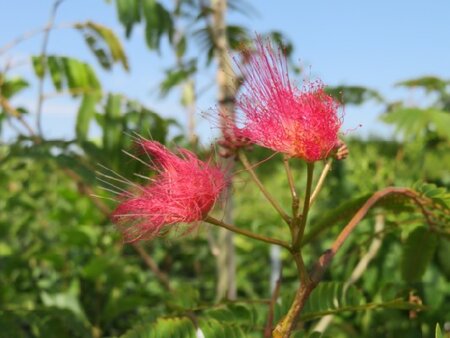 ALBIZIA julibrissin 'Evy's Pride' - image 1