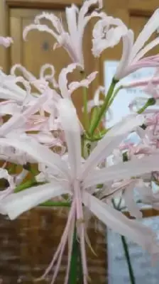 NERINE bowdenii 'Vesta'