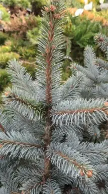 PICEA pungens 'Hoopsii'