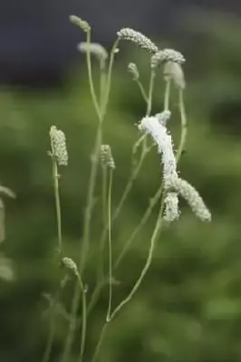 SANGUISORBA tenuifolia alba