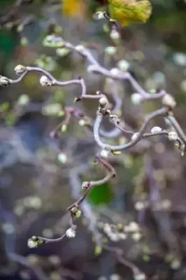 CORYLUS avellana 'Twister'