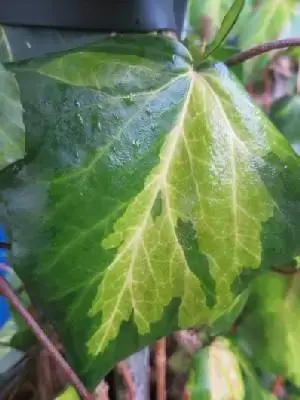 HEDERA colchica 'Sulphur Heart'