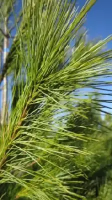 PINUS strobus