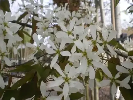 AMELANCHIER x grandiflora 'Ballerina'