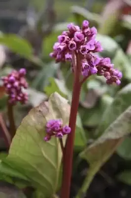 BERGENIA cordifolia 'Purpurea' - image 1