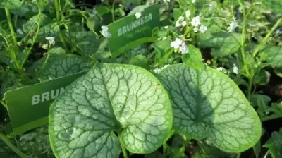 BRUNNERA macrophylla 'Mister Morse' - image 1