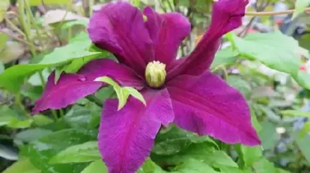 CLEMATIS 'Niobe'