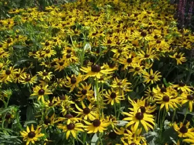 RUDBECKIA fulgida deamii