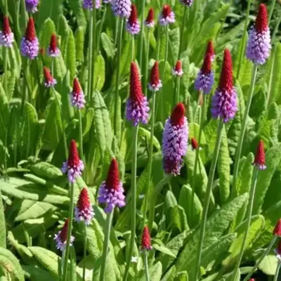 PRIMULA vialii