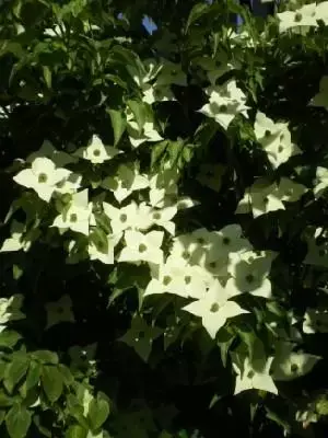 CORNUS kousa 'Milky Way'