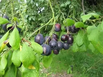 Prunus insititia 'Merryweather' (Damson)