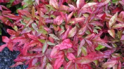 NANDINA domestica 'Blush Pink'