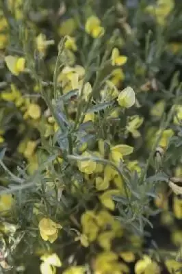 CYTISUS x praecox 'Allgold'