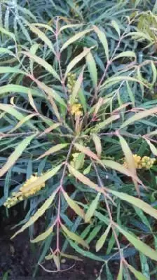 MAHONIA eurybracteata 'Soft Caress' - image 1