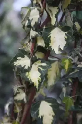 HEDERA helix 'Goldheart'