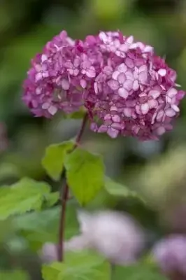 HYDRANGEA arborescens 'Sweet Annabelle'