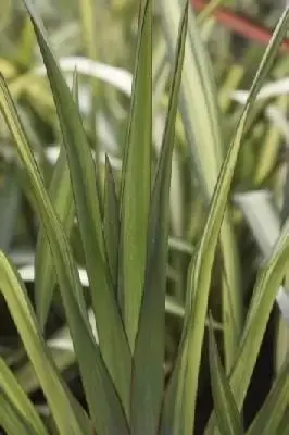 PHORMIUM 'Yellow Wave'