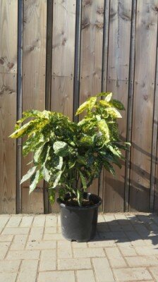 AUCUBA japonica 'Crotonifolia'