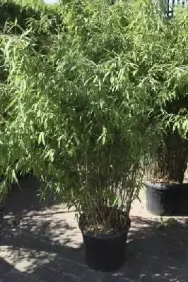 FARGESIA nitida 'Volcano'