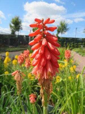 KNIPHOFIA 'Redhot Popsicle'