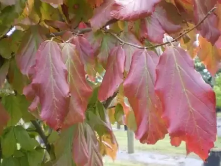 PARROTIA persica 'Vanessa' - image 1