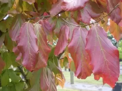 PARROTIA persica 'Vanessa' - image 1