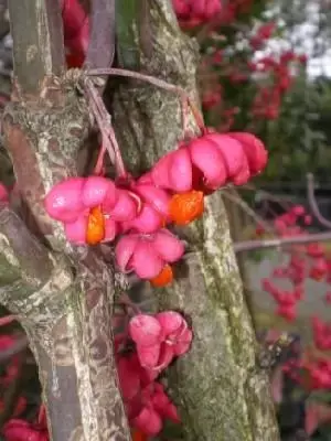 EUONYMUS europaeus 'Red Cascade'