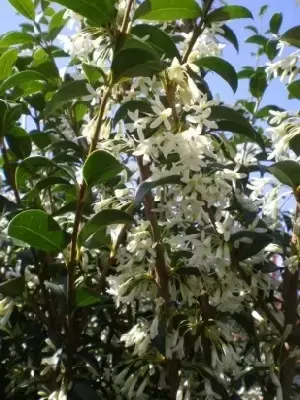 OSMANTHUS x burkwoodii