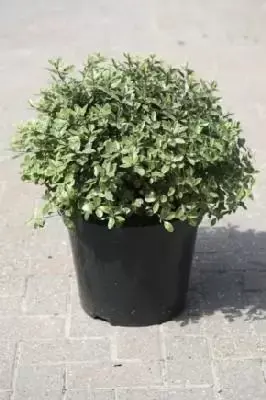 PITTOSPORUM tenuifolium 'Pompom'