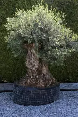 OLEA europaea