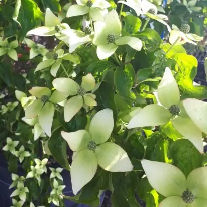 CORNUS kousa 'National' - image 1