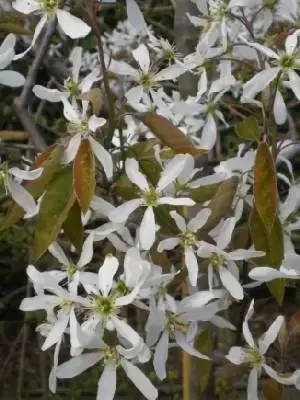 AMELANCHIER lamarckii