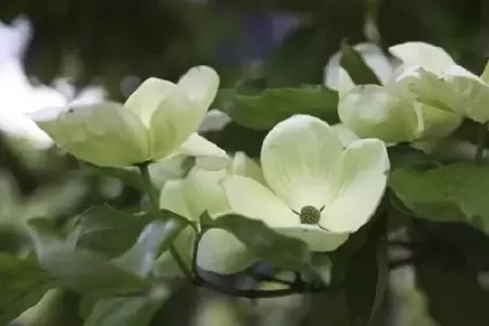 CORNUS x elwinortonii 'Venus'