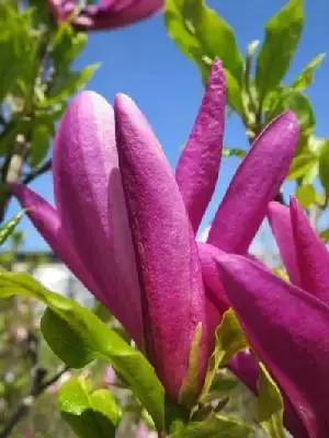 MAGNOLIA 'Susan'