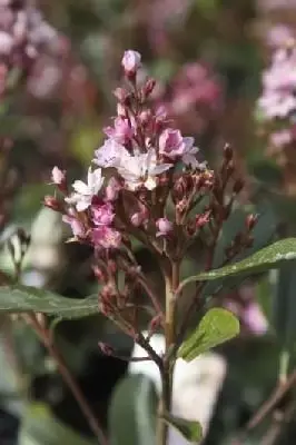 RHAPHIOLEPIS x delacourii 'Pink Cloud'