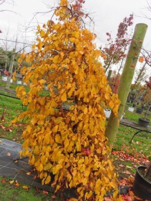 PARROTIA persica 'Pendula' - image 1