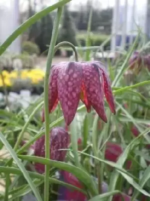 FRITILLARIA meleagris