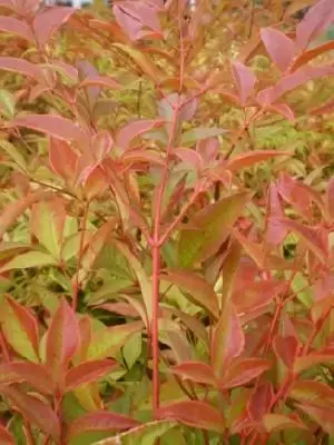 NANDINA domestica - image 1