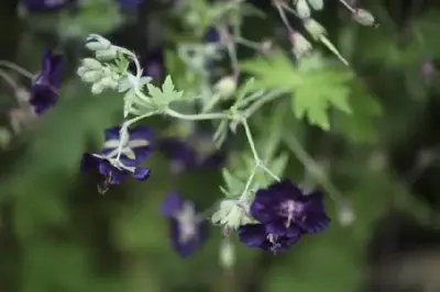 GERANIUM phaeum 'Raven'