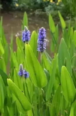 PONTEDERIA cordata lancifolia