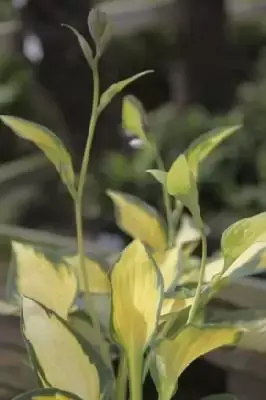 HOSTA 'Orange Marmalade'