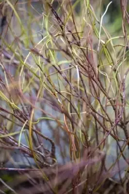 CORNUS sericea 'Kelseyi'