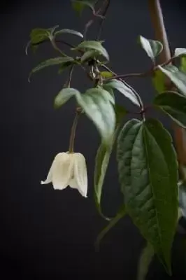 CLEMATIS urophylla 'Winter Beauty' - image 1