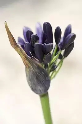 AGAPANTHUS 'Royal Velvet' - image 1