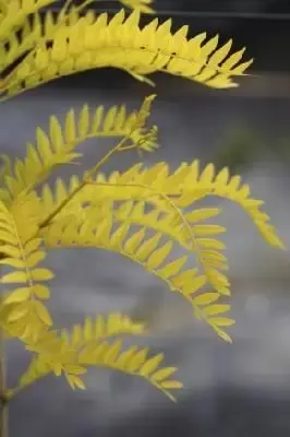 GLEDITSIA triacanthos 'Sunburst'