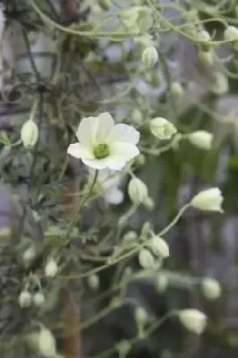 CLEMATIS x cartmanii 'Early Sensation'