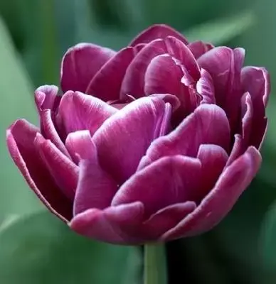 TULIPA 'Dream Touch'