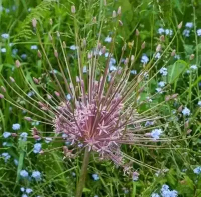 ALLIUM schubertii