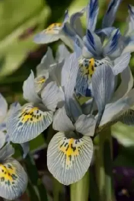 IRIS reticulata 'Katherine Hodgkin'