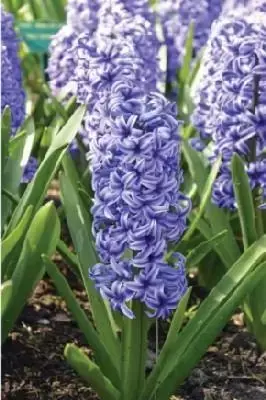 HYACINTHUS 'Blue Jacket'